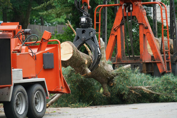 Tree and Shrub Care in New Hope, MS